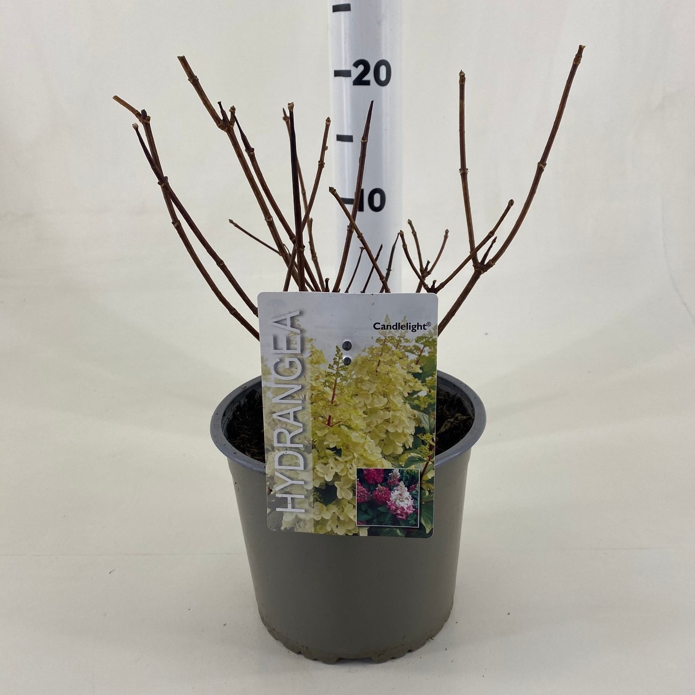 Hydrangea pan. 'Candlelight' ® - C3 20-30 CM